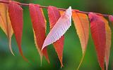 Renegade Sumac Leaf_23774